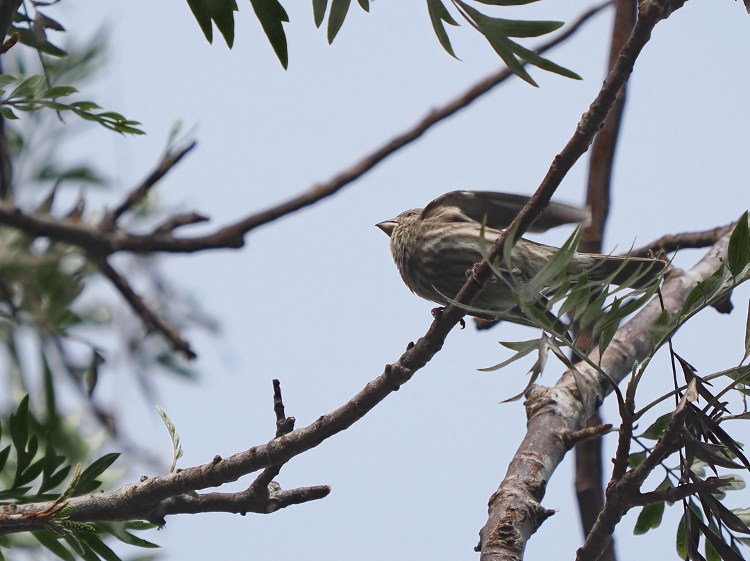 Kona Cloud Forest Sanctuary-凯鲁瓦-柯纳必去景点