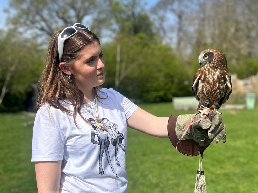 Leeds Castle Falconry Experiences