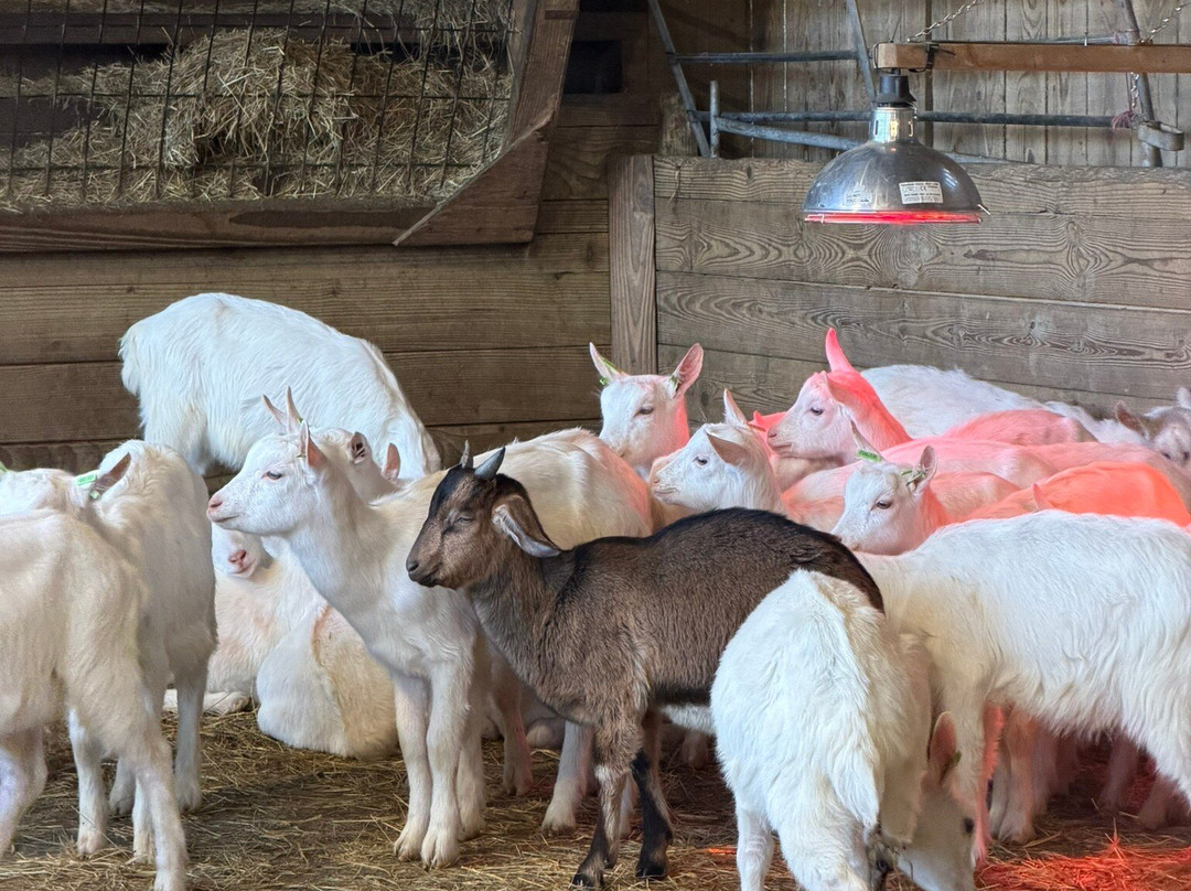 Pennywell Farm-Buckfastleigh必去景点