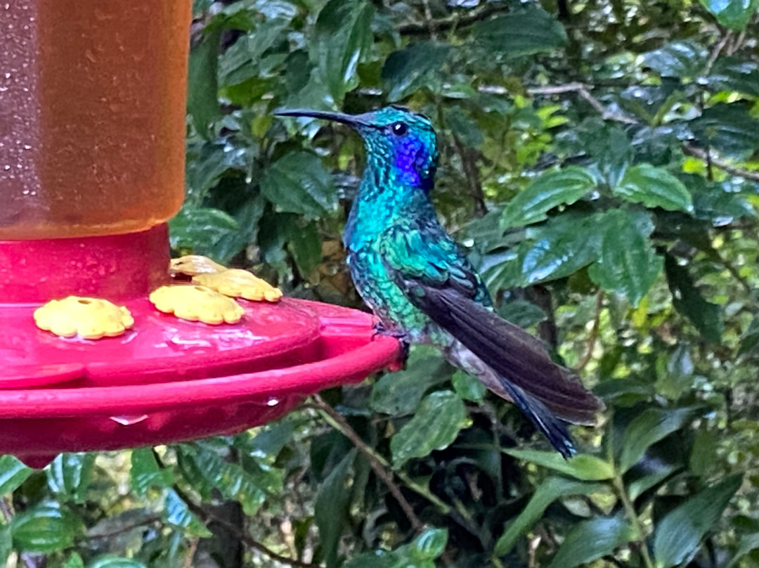 Monteverde Cloud Forest Biological Reserve-蒙特维多云雾森林自然保护区必去景点