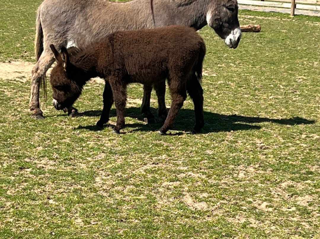 Hayling Island Donkey Sanctuary-海灵岛必去景点