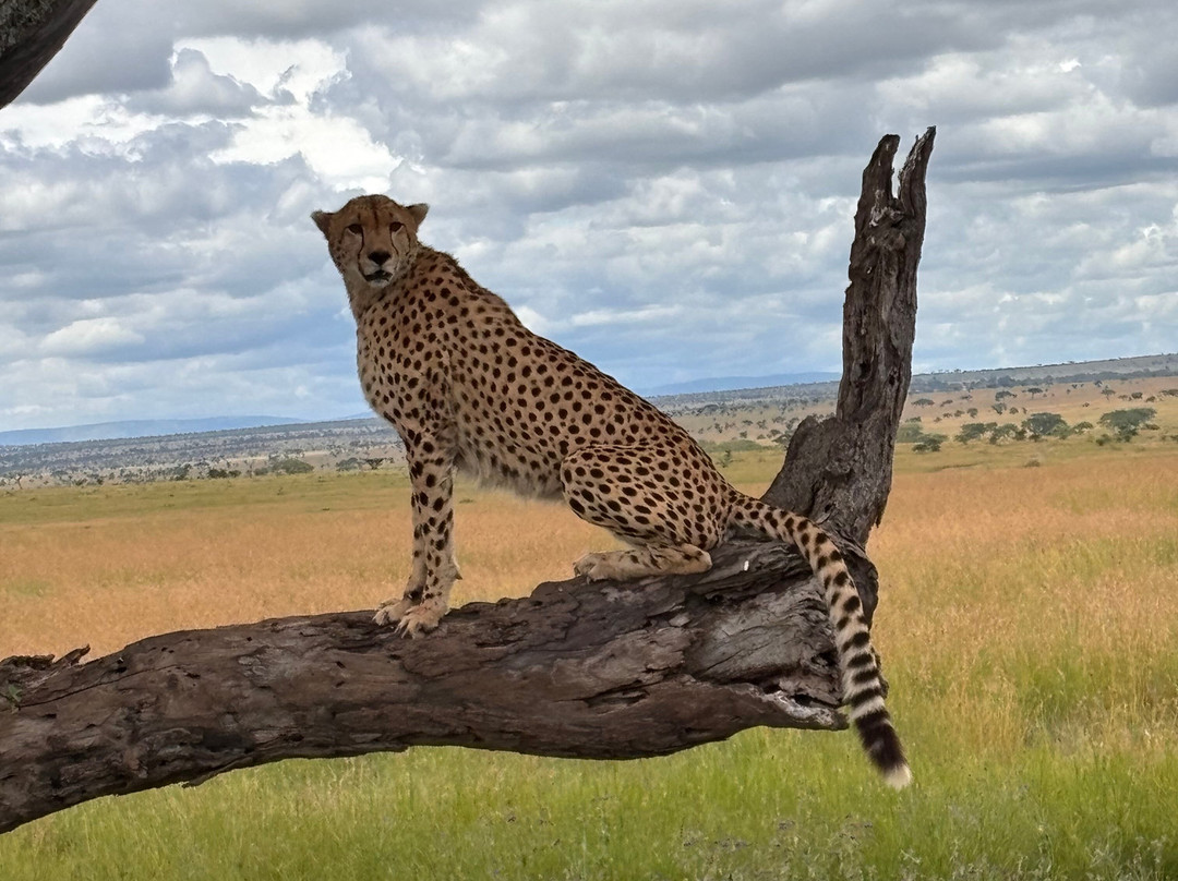 Africa Campsbay Tours-阿鲁沙必去景点