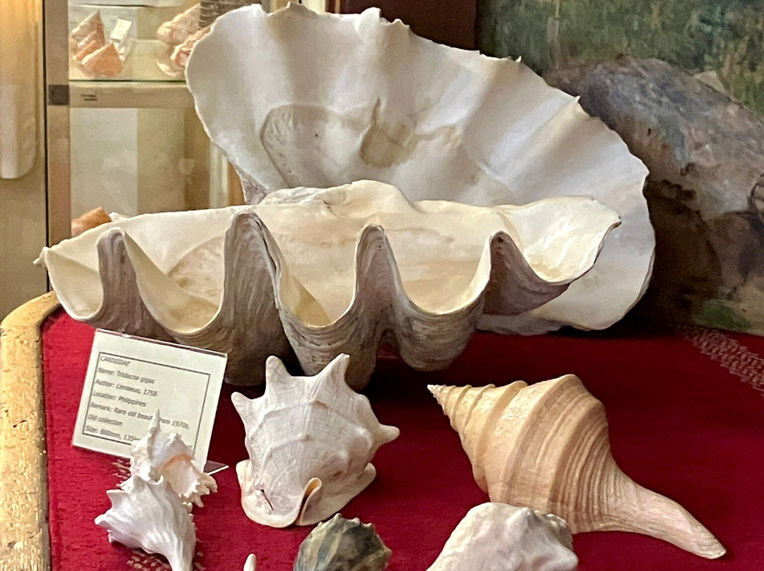 Glossus Humanus, Shell Museum Cavtat-察夫塔特必去景点