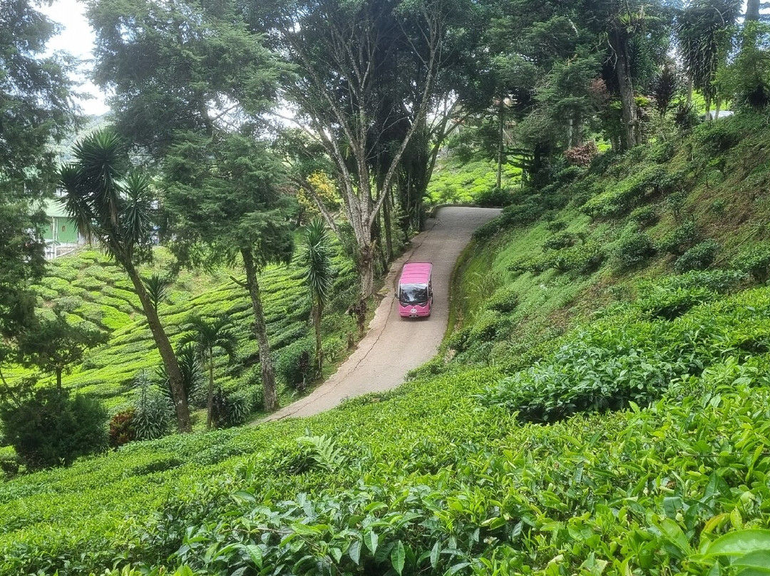 Cameron Bharat Tea Estate-丹那拉塔必去景点