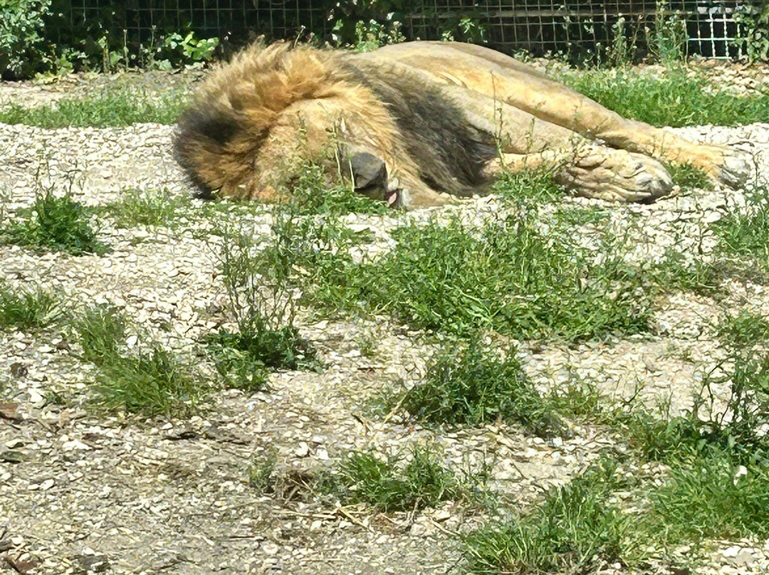 Parco Zoo Falconara-Falconara Marittima必去景点