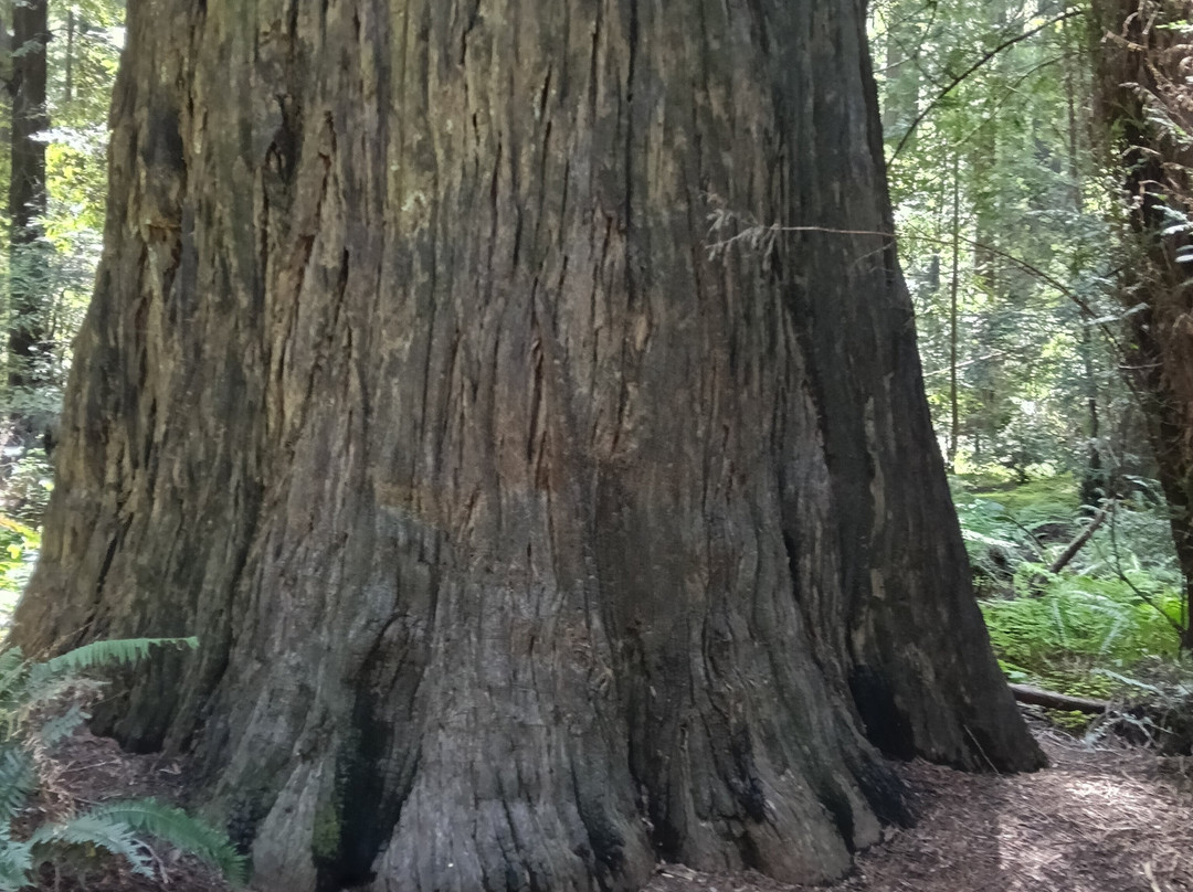Tom's Muir Woods Walking Tours-米尔谷必去景点