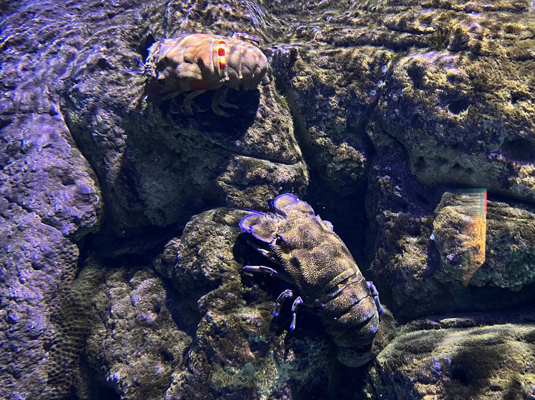 Aquarium Cabrera - Centro de Visitantes Ses Salines o Centro Interpretacion Cabrera-Colonia de Sant Jordi必去景点
