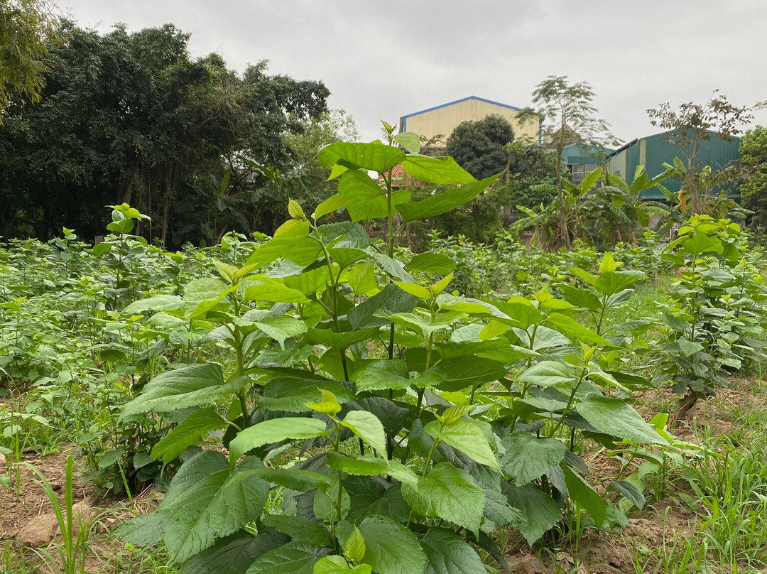 Silk Farm Bến Giá-宁平必去景点