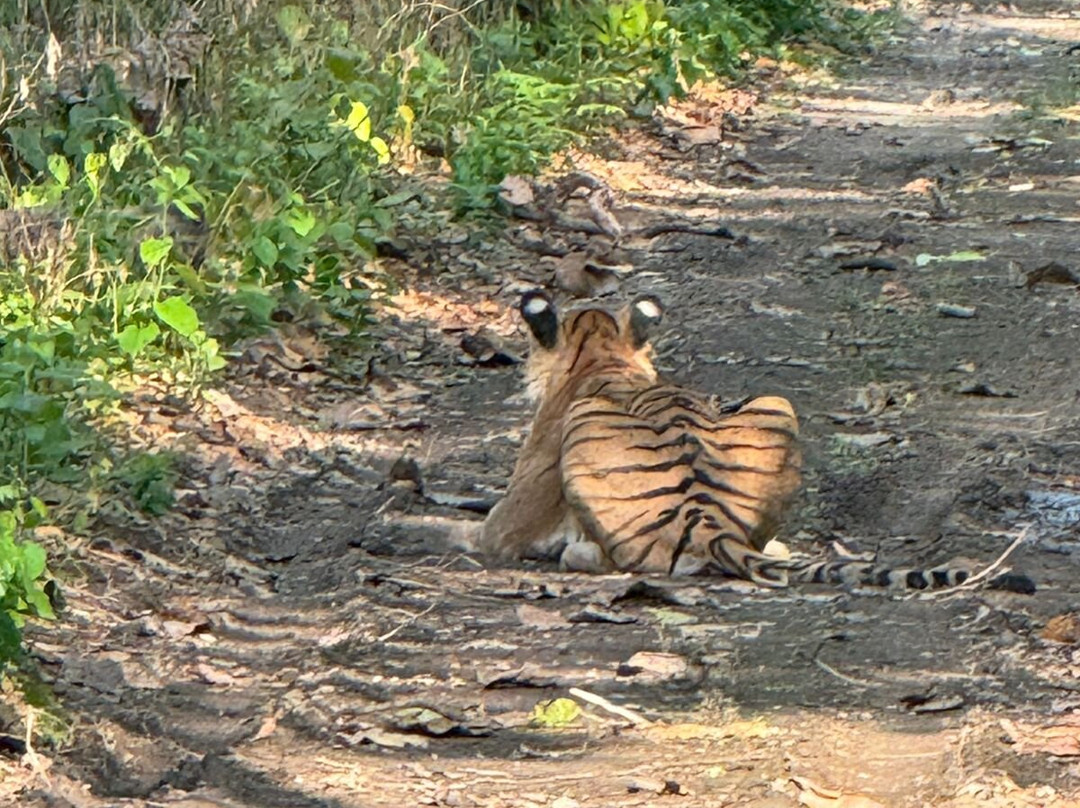 Dudhwa National Park-Dudhwa National Park必去景点