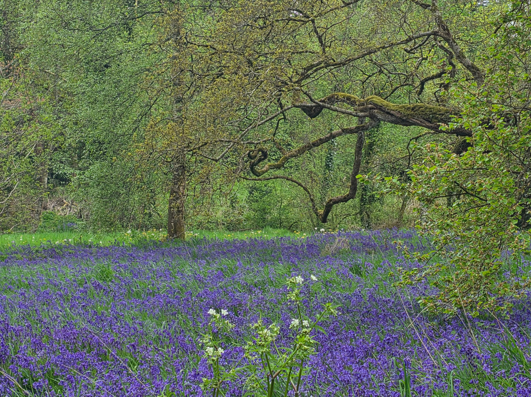 Tullynally Castle Gardens-Castlepollard必去景点