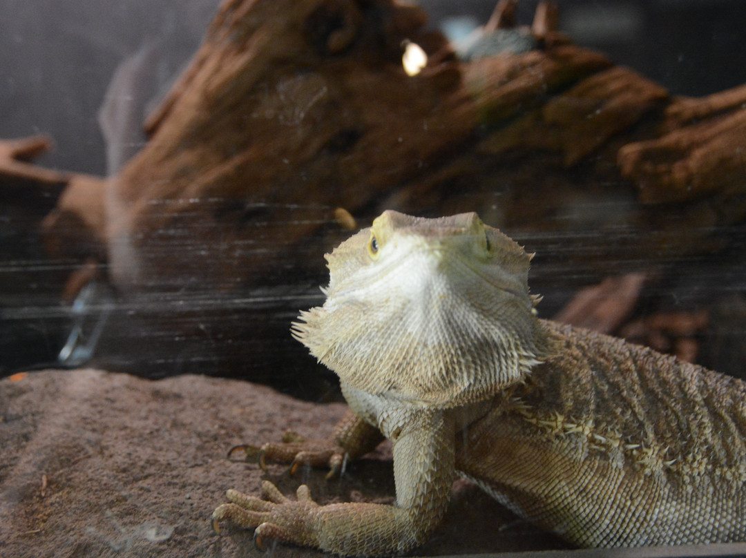 Colorado Gators Reptile Park-Mosca必去景点