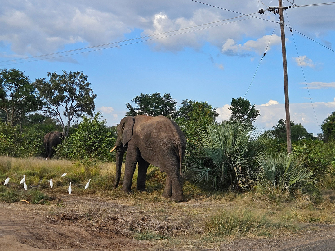 Lwizi Eco Safaris And Adventure Tours-李文斯顿必去景点