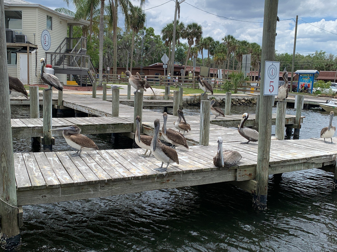 Island Girl Cruises-Homosassa Springs必去景点