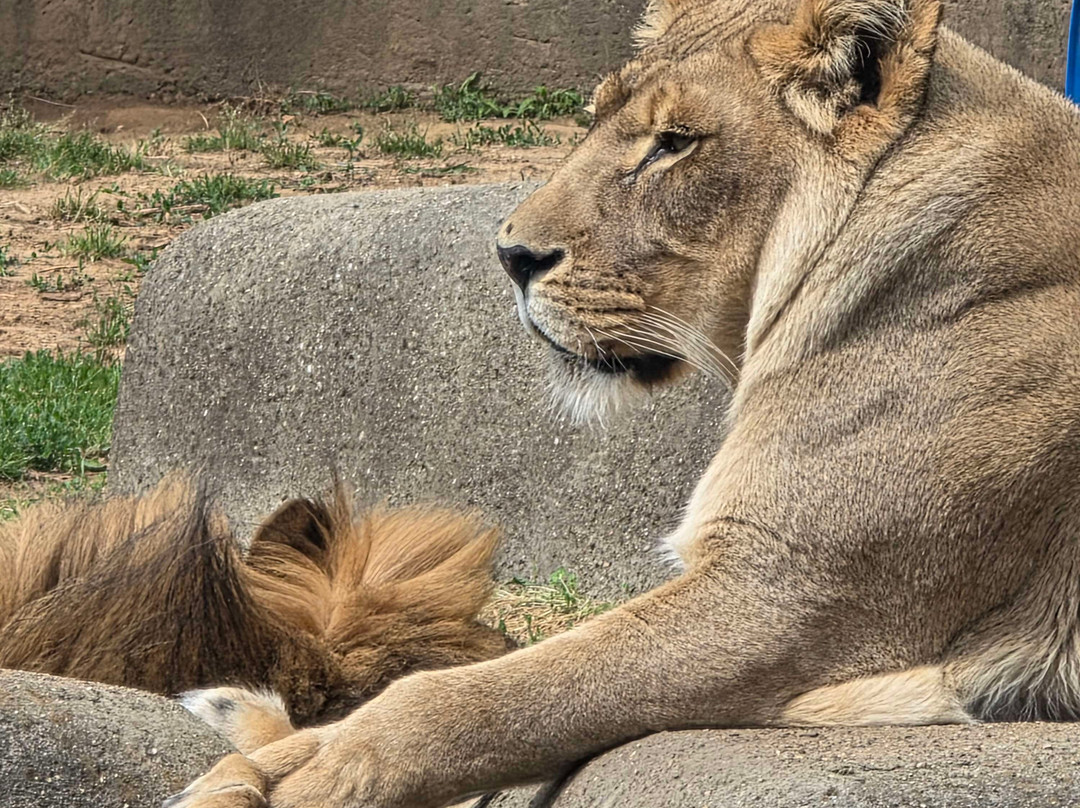 Louisville Zoo-路易斯维尔必去景点