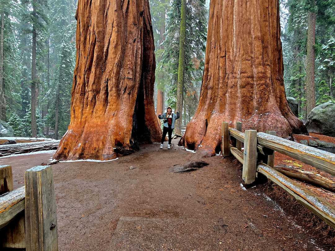Sequoia National Park-维塞利亚必去景点