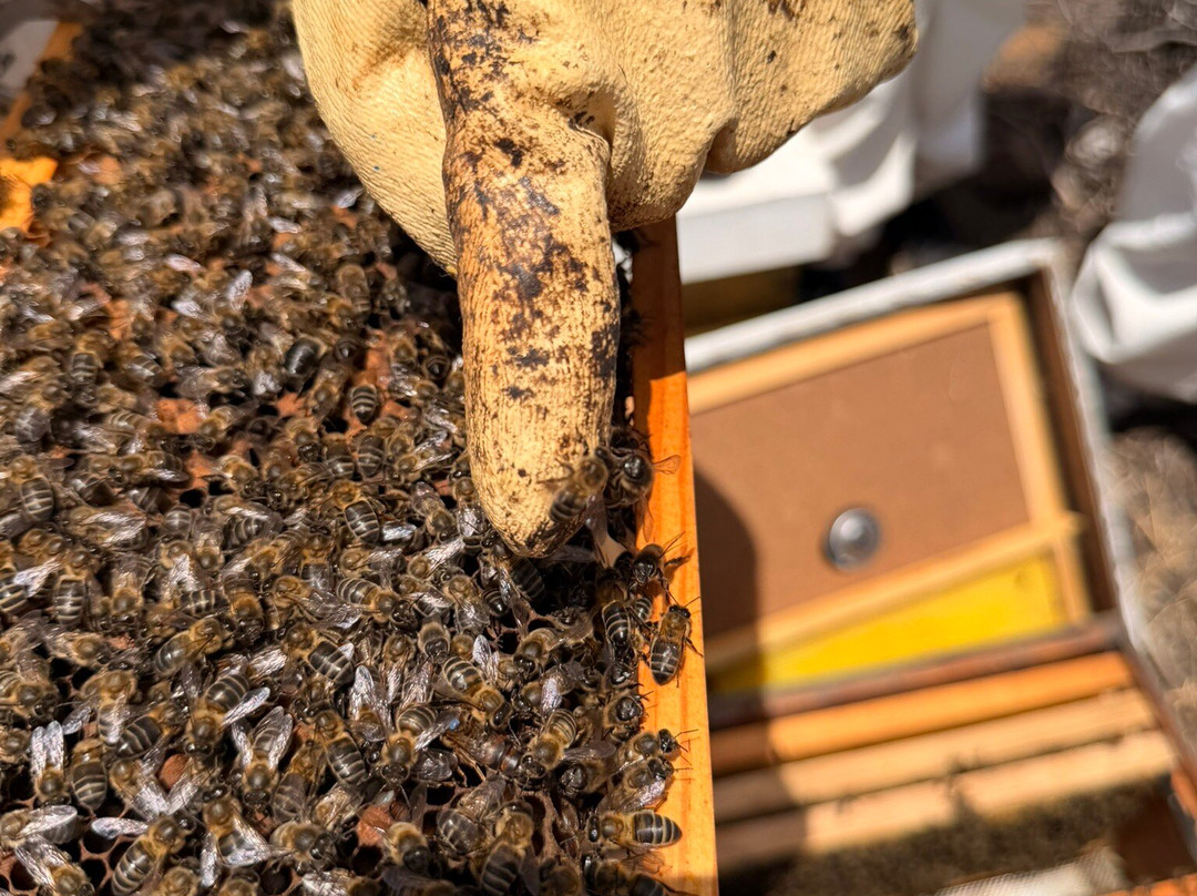 Lanzarote Honeybees-Macher必去景点
