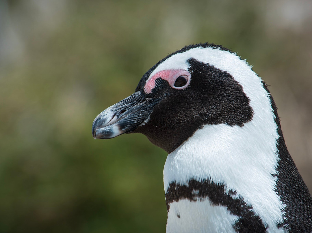 Boulders Beach Penguin Colony-西门镇必去景点