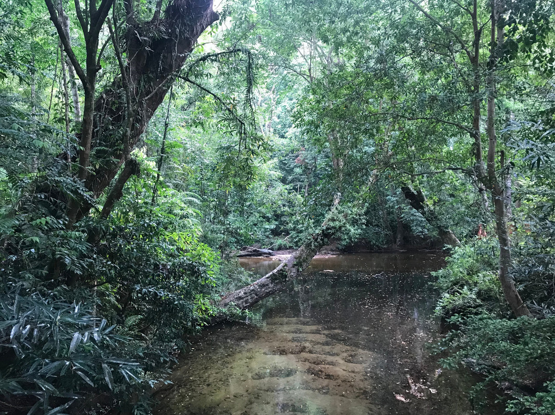 Taman Negara National Park-彭亨必去景点