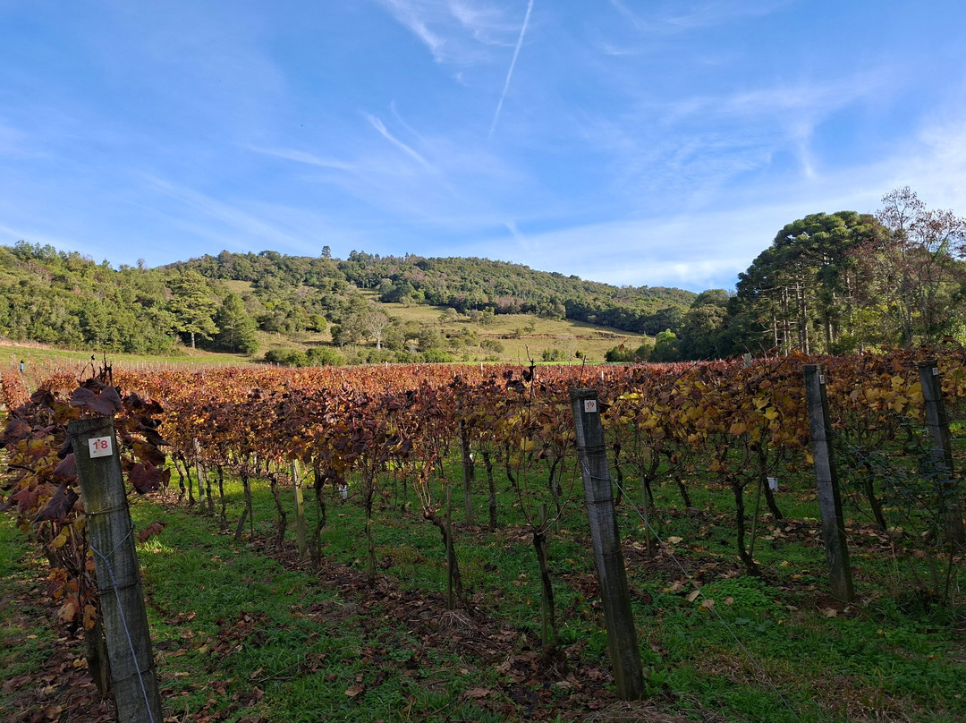 Vinicola Zanella