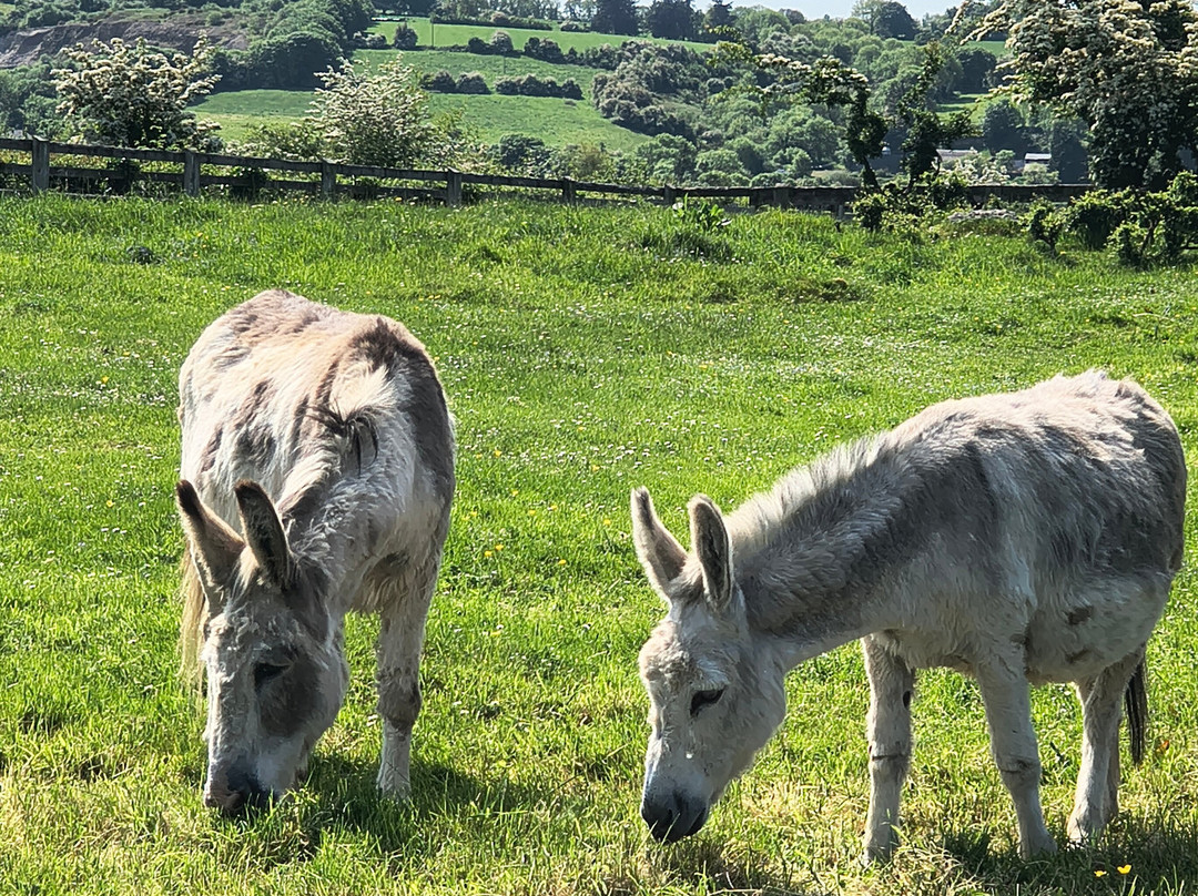 The Donkey Sanctuary-Mallow必去景点