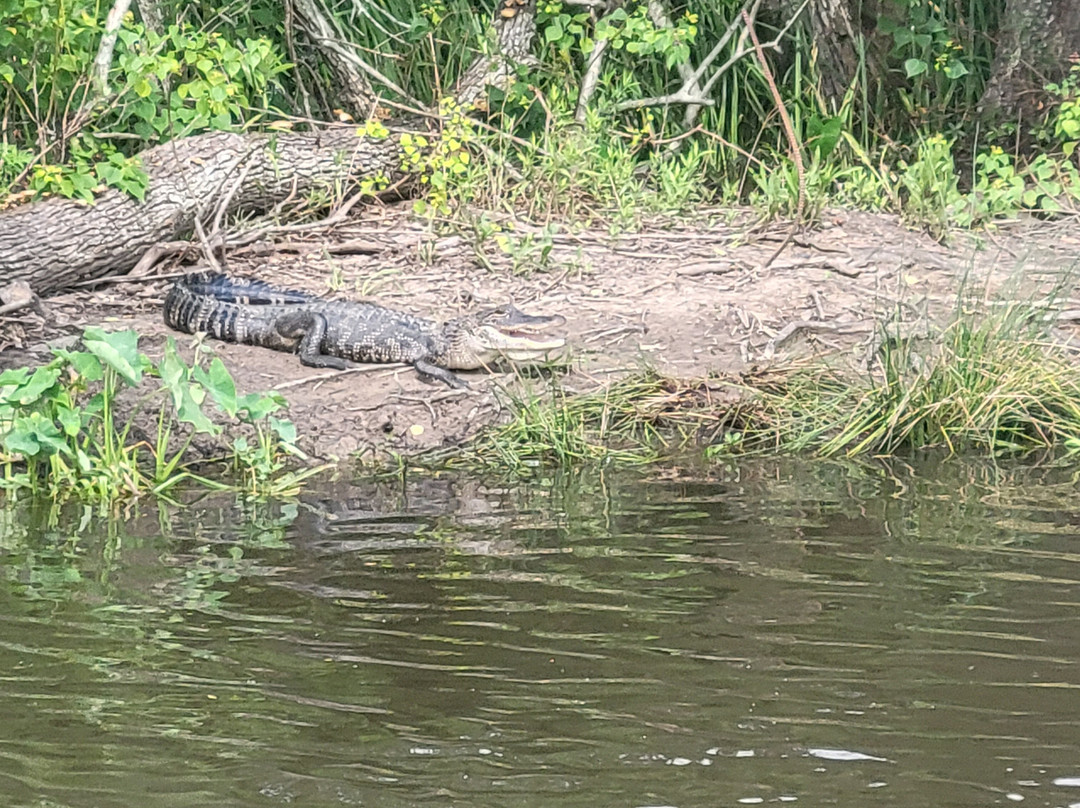 Ragin Cajun Airboat Tours-新奥尔良必去景点