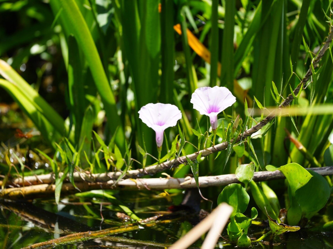 Airboat and Gator Charters-De Leon Springs必去景点