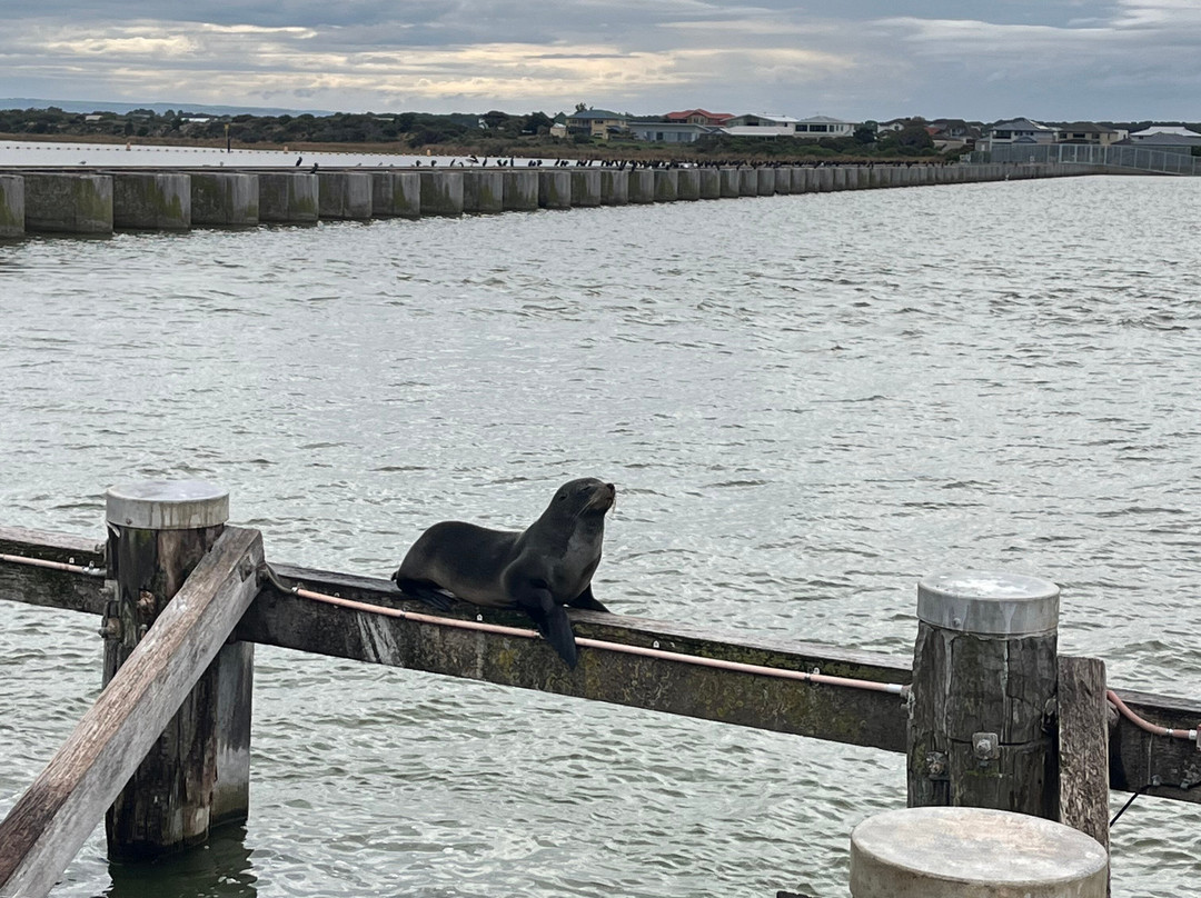 Spirit of the Coorong Cruises-Goolwa必去景点