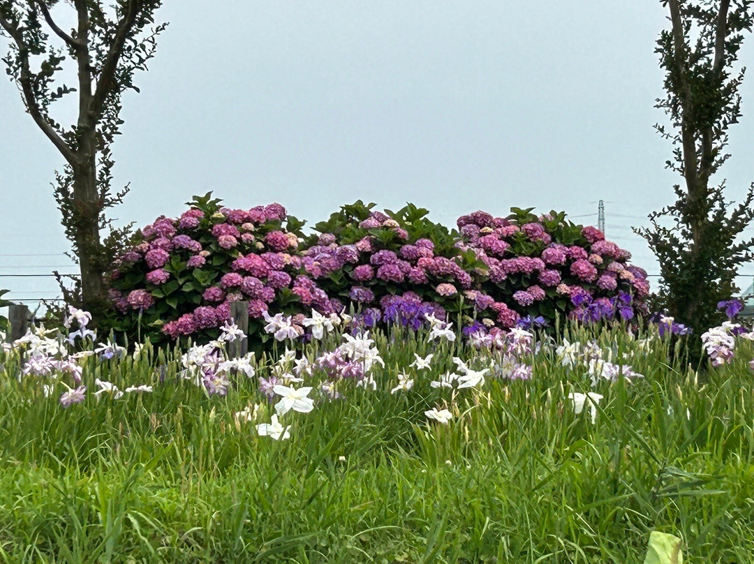 Suigo Sawara Iris Matsuri-香取市必去景点