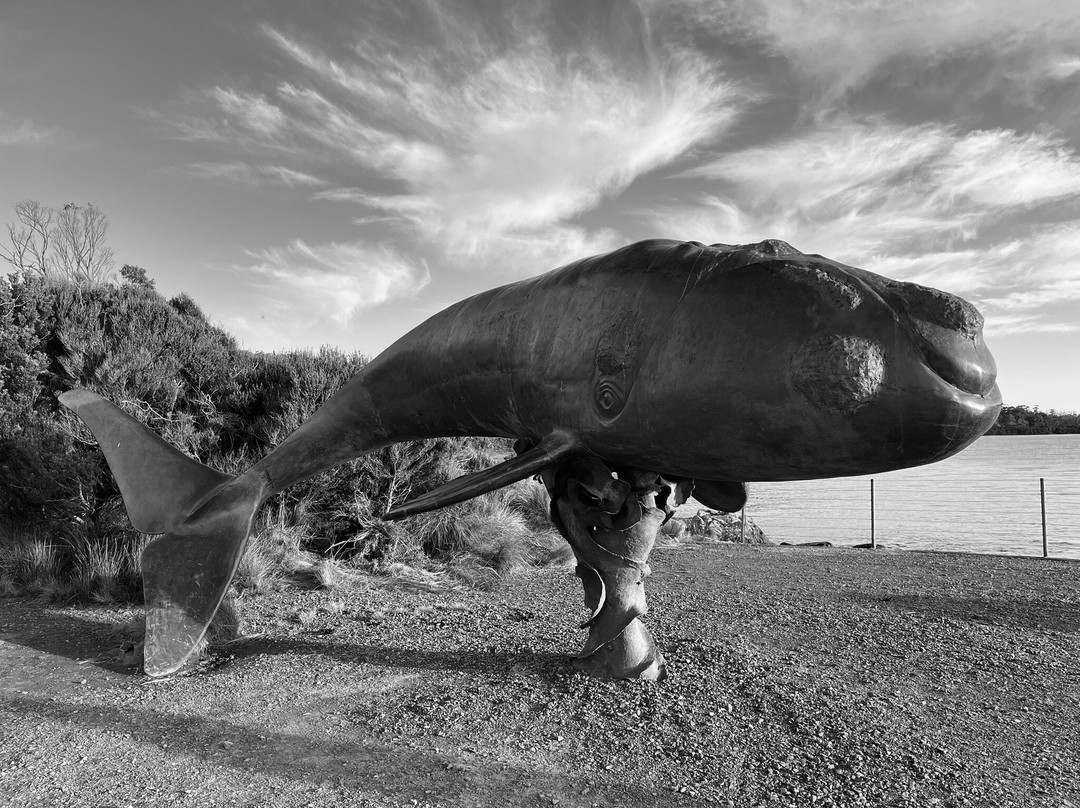Southern Right Whale Sculpture