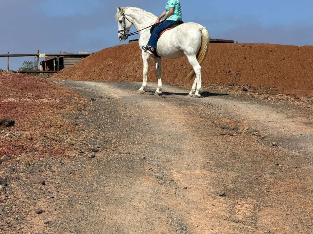 Horses Lanzarote-Teseguite必去景点
