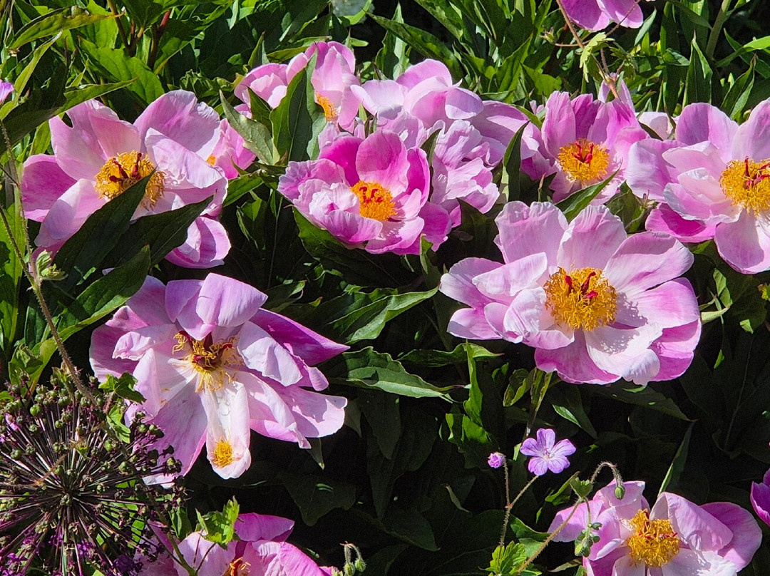 Arley Arboretum & Gardens-Upper Arley必去景点