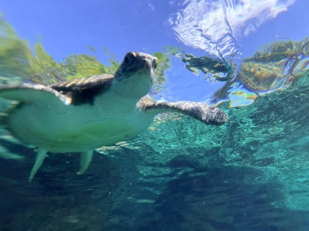 Cayman Turtle Centre: Island Wildlife Encounter-西湾必去景点