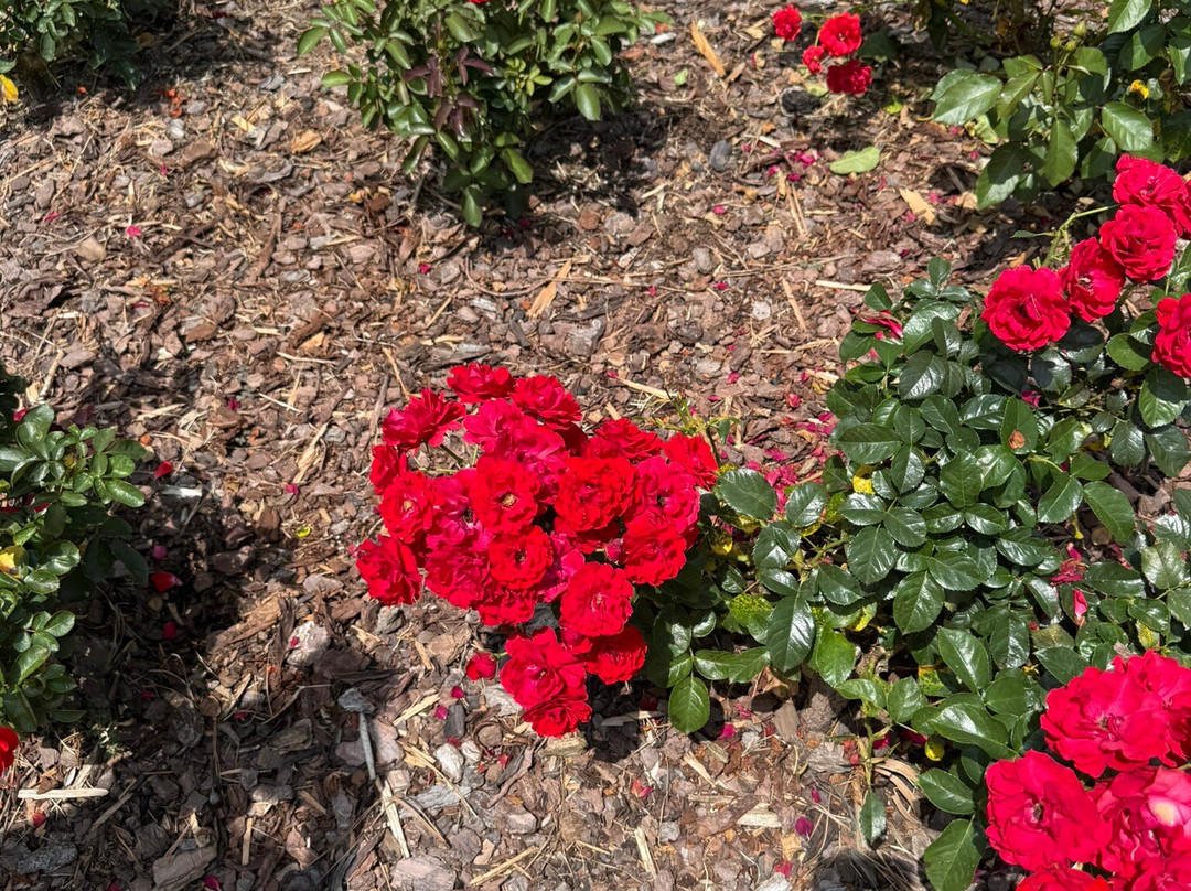 Birmingham Botanical Gardens-伯明翰必去景点