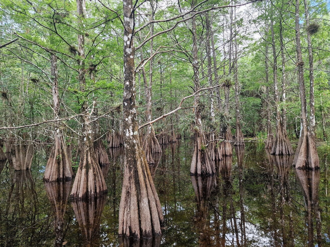 Six Mile Cypress Slough Preserve-迈尔斯堡必去景点