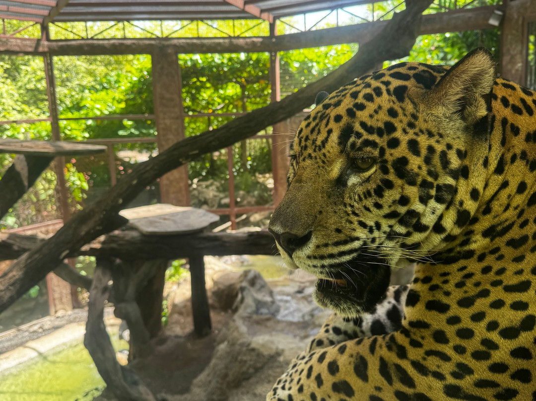 Diamante Eco Adventure Park-Playa Matapalo必去景点