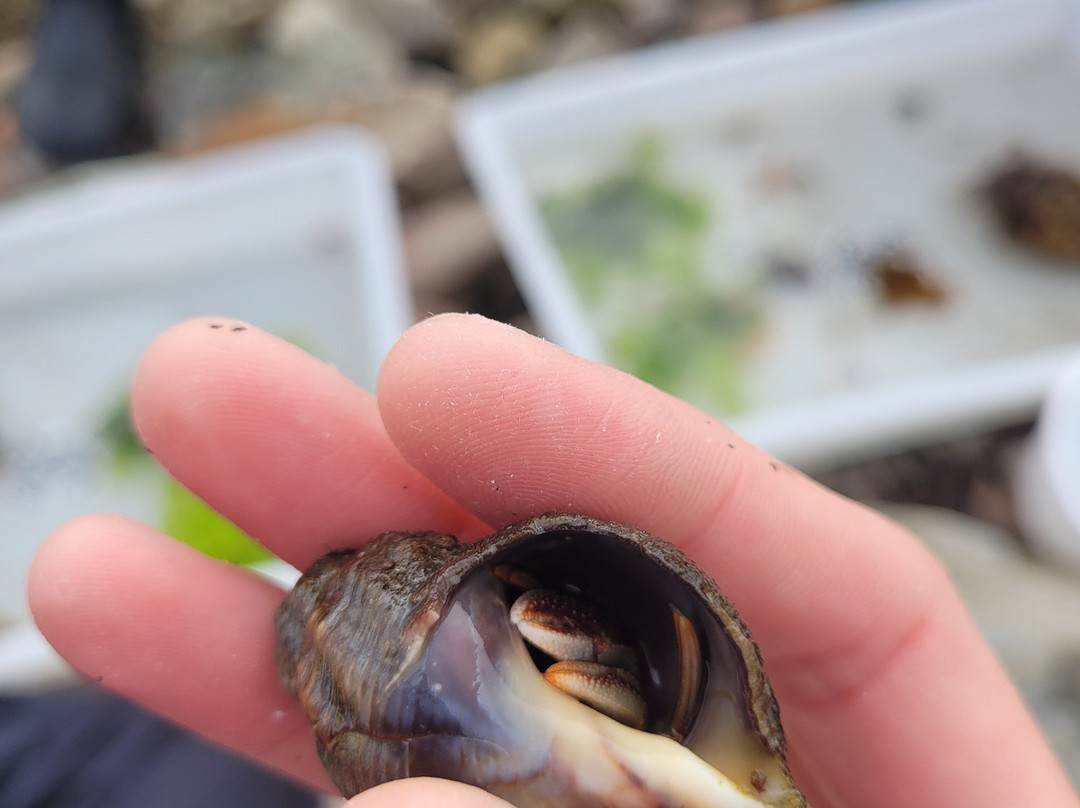 Shetland Rockpool Safaris-Sandwick必去景点