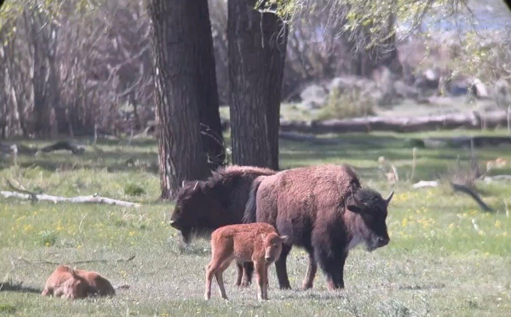 Lamar Valley Touring-加德纳必去景点