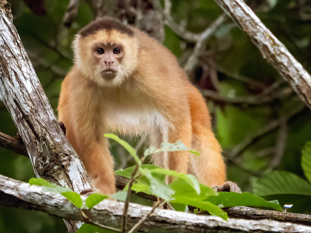 Tapiche Jungle Reserve-伊基托斯必去景点