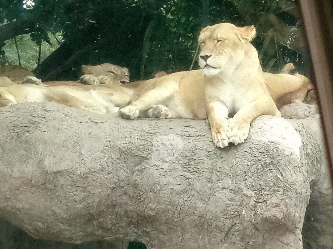 Africam Safari-普埃布拉必去景点