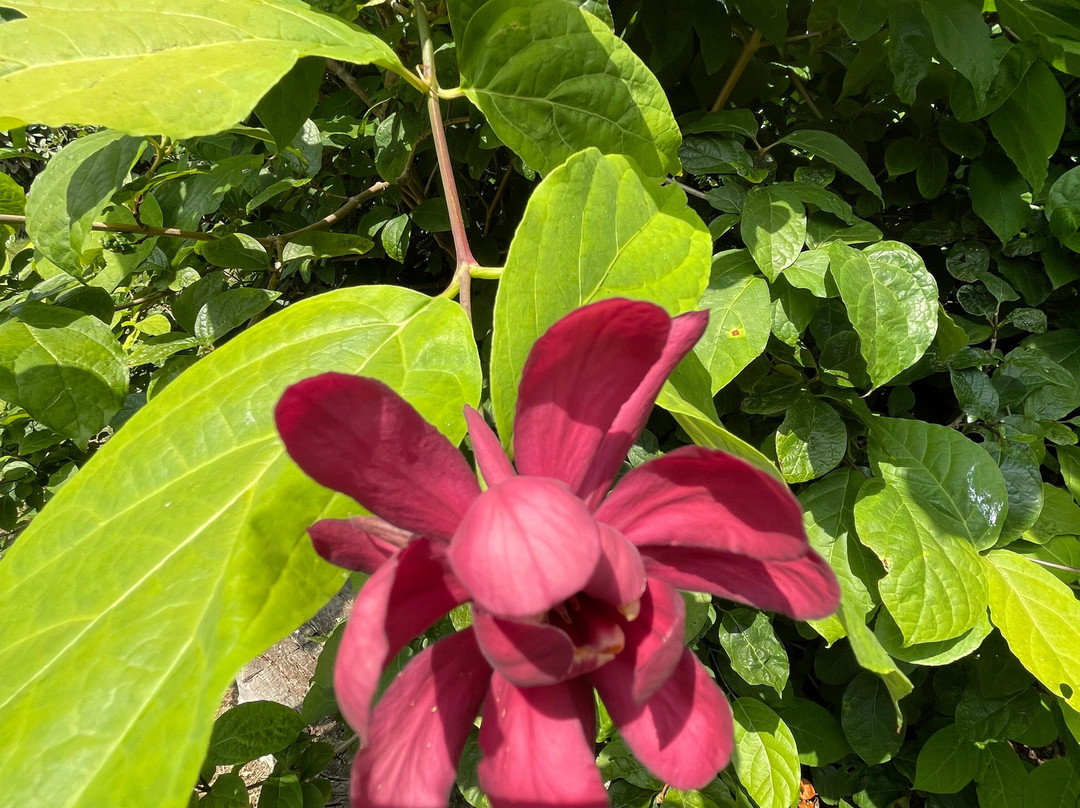 Cappoquin House Gardens-Cappoquin必去景点