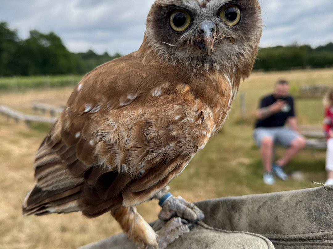 UK Owl And Raptor Centre-Groombridge必去景点