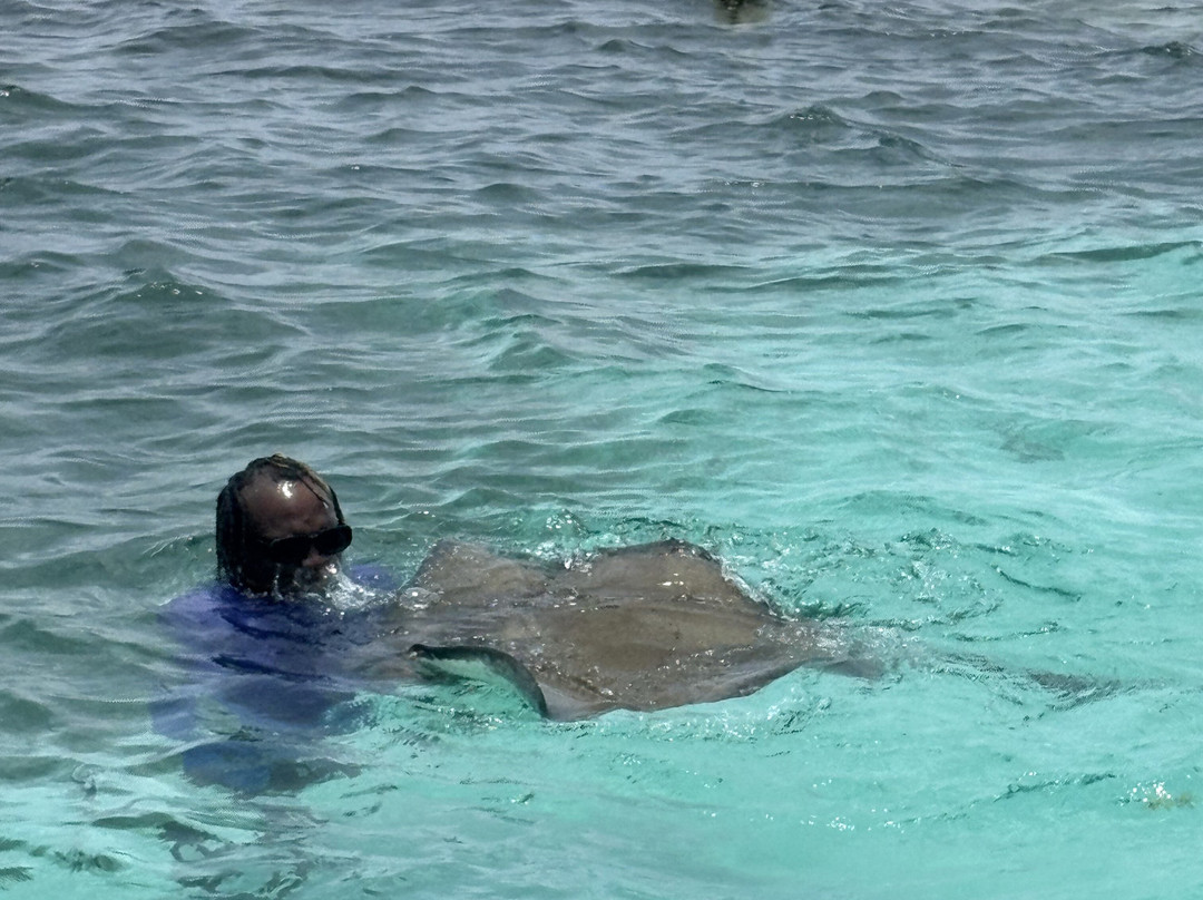 Stingray City-安提瓜必去景点