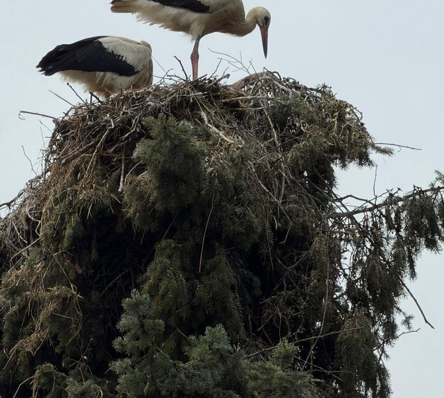 Tierpark Ströhen - Der Entdeckerzoo-Strohen必去景点