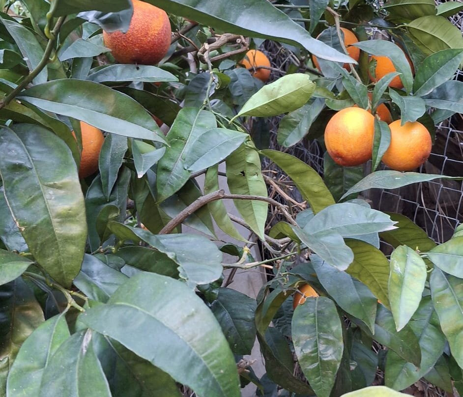 Finca El Pinero-阿尔穆涅卡尔必去景点