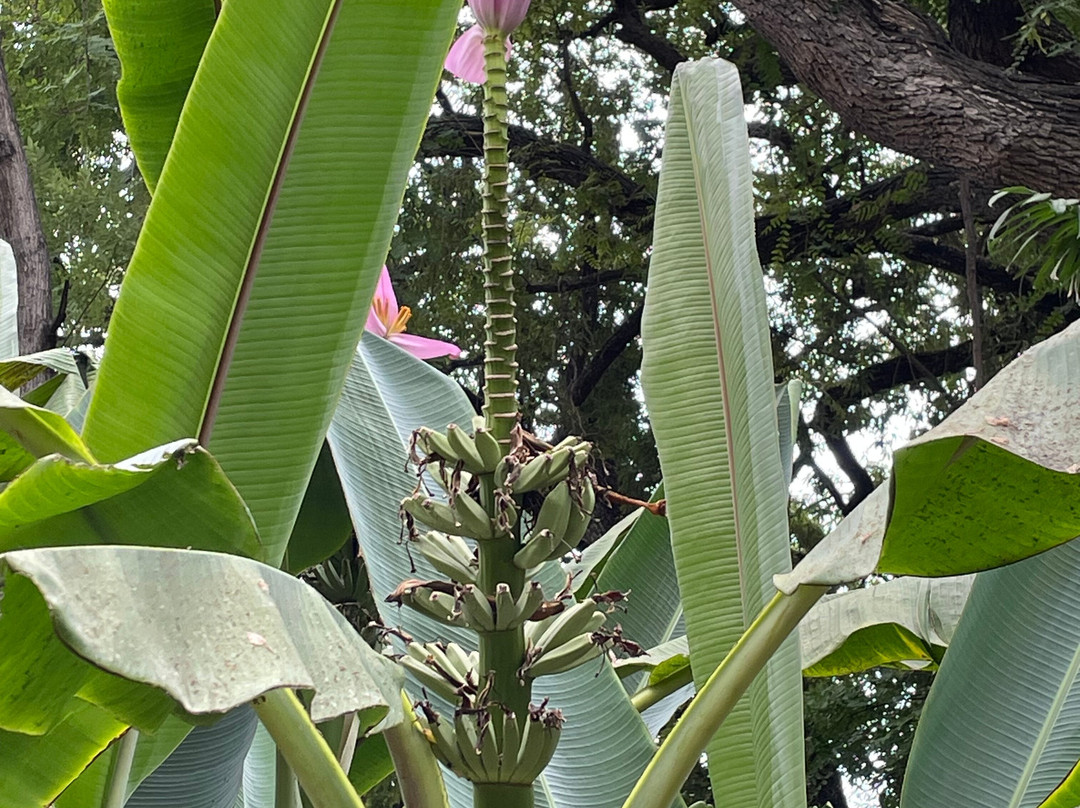 Jardim Municipal do Funchal-沙尔必去景点