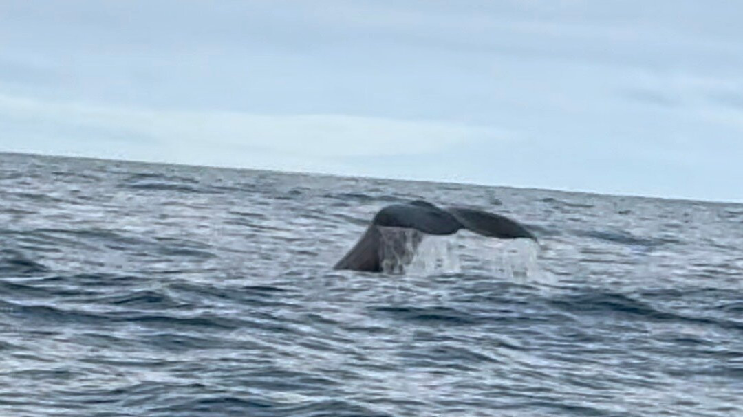 Whale2Sea-Andenes必去景点