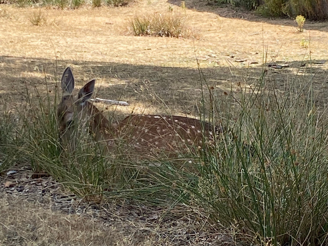 Knole - National Trust-Sevenoaks必去景点