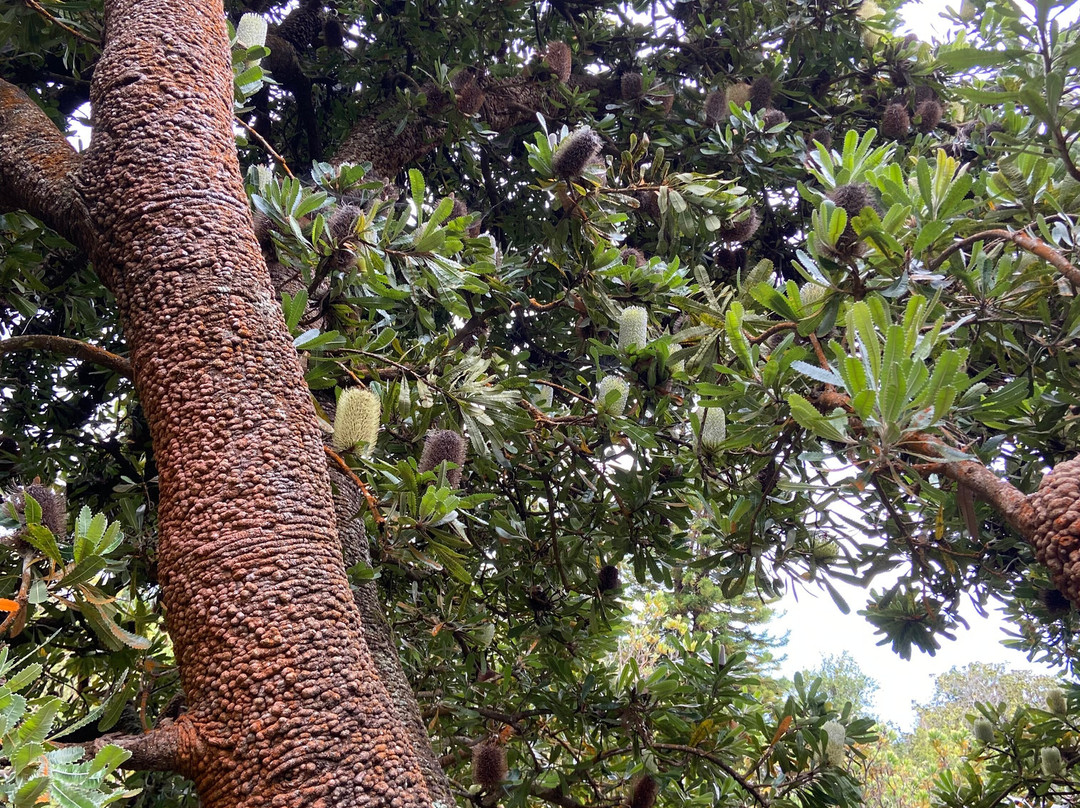 库拉植物园-库拉必去景点