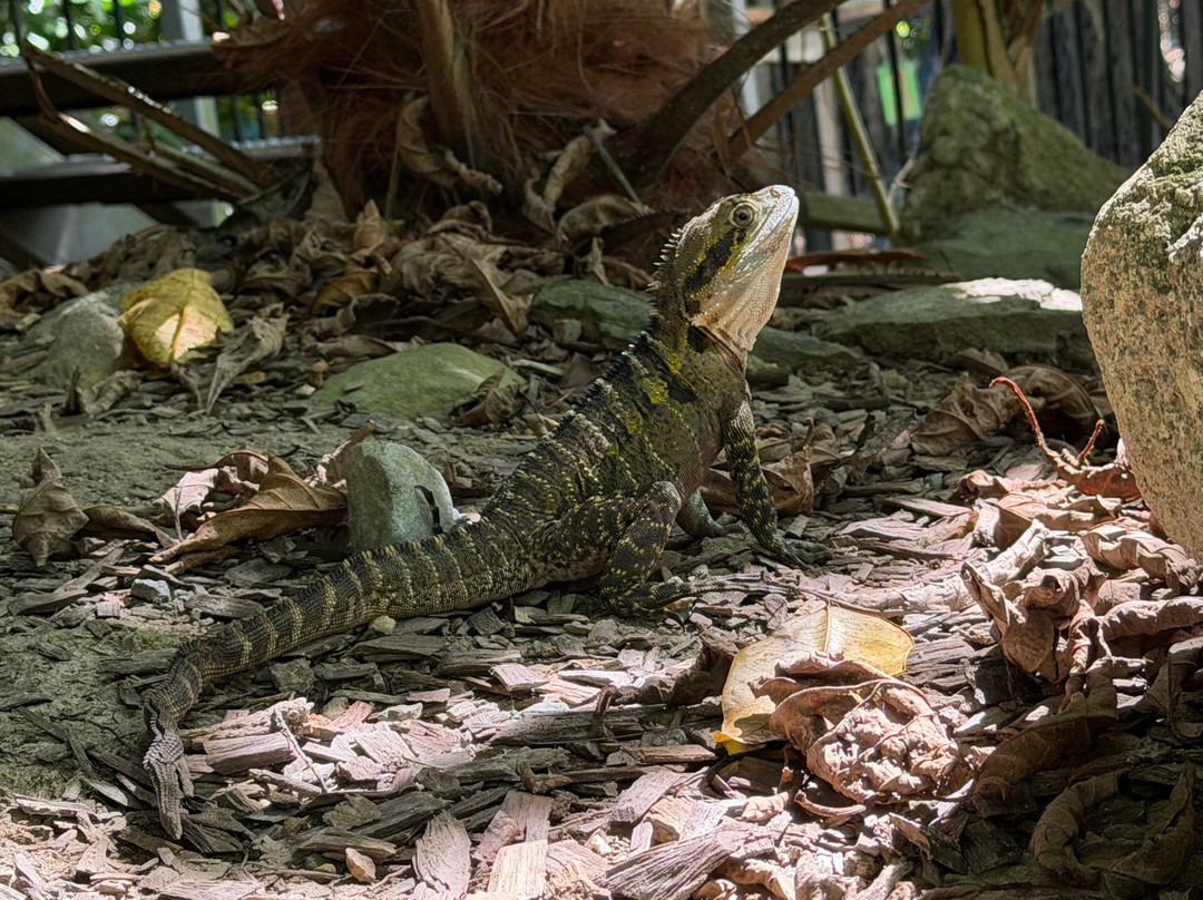 Wildlife Habitat Port Douglas-道格拉斯港必去景点