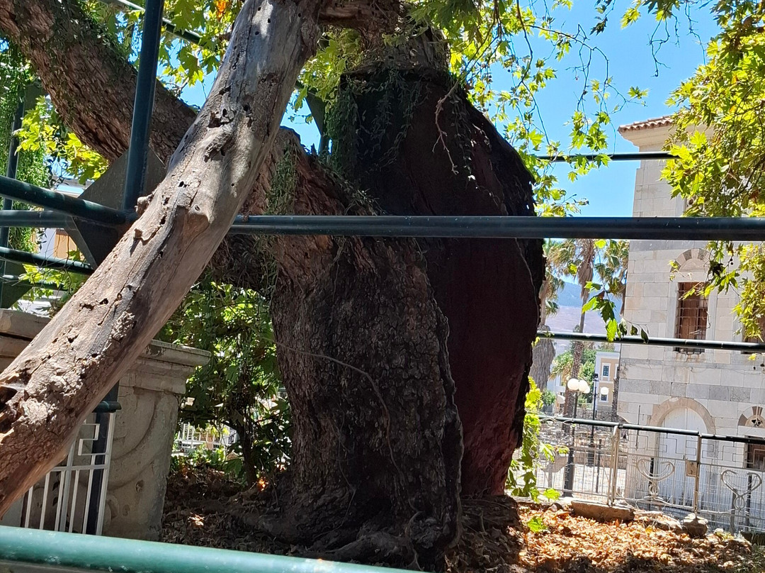 Hippocrates Tree-Kos Town必去景点